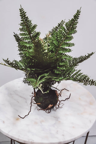 11" Fern In Ball