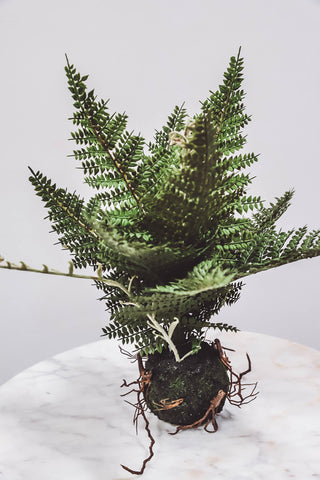 11" Fern In Ball