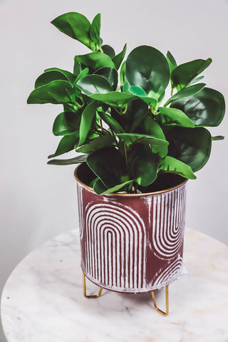 Green Eucalyptus Plant w/ Black Pot