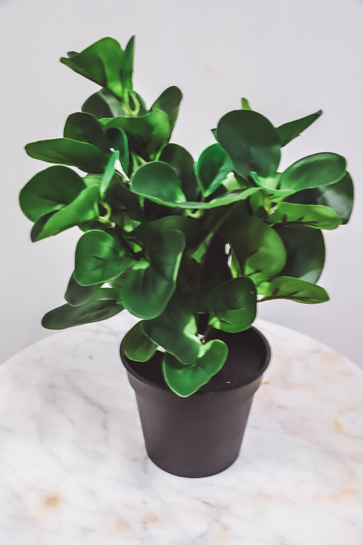 Green Eucalyptus Plant w/ Black Pot