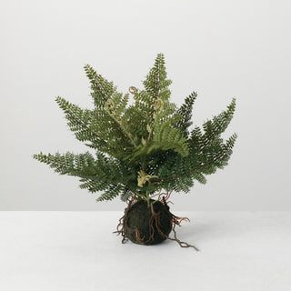 11" Fern In Ball